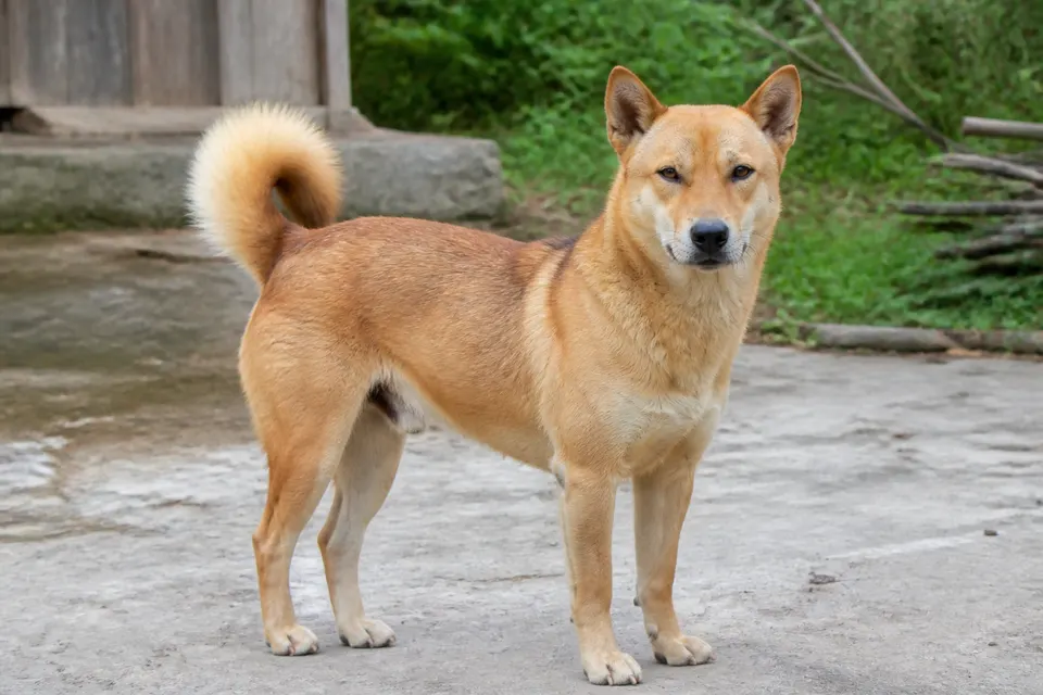 中华田园犬 · 正面