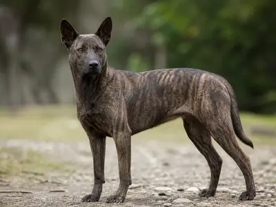 台湾犬