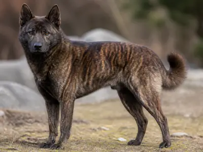 甲斐犬