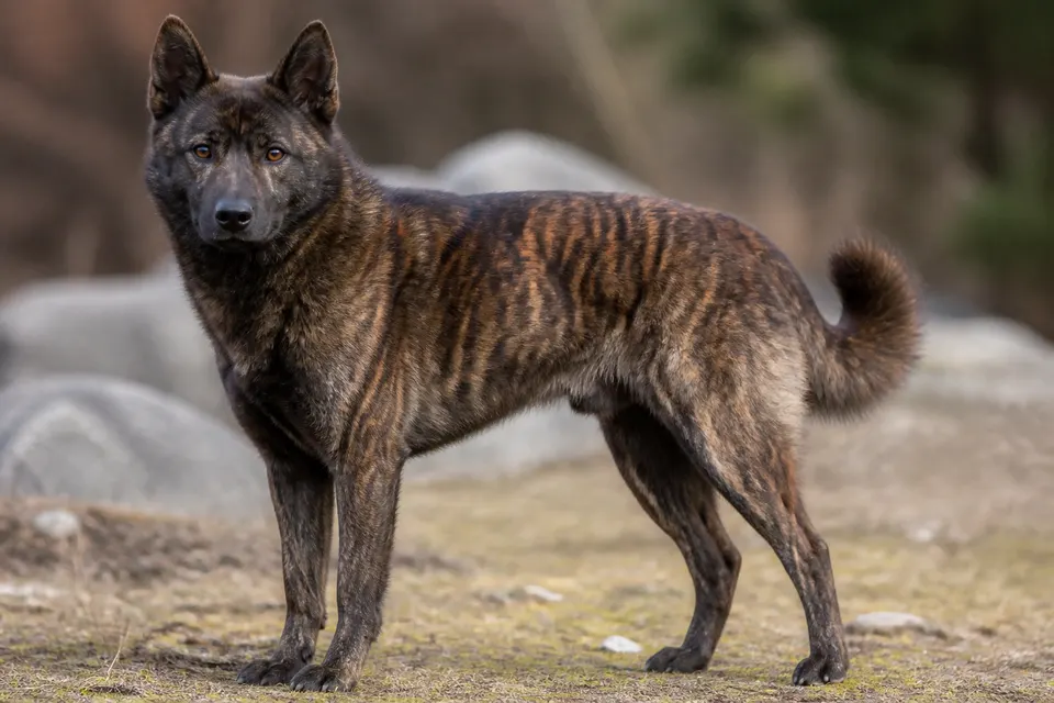 甲斐犬 · 正面