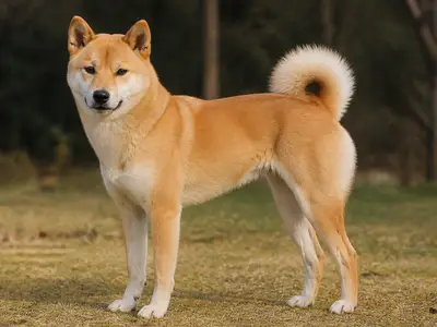 Korea Jindo Dog犬
