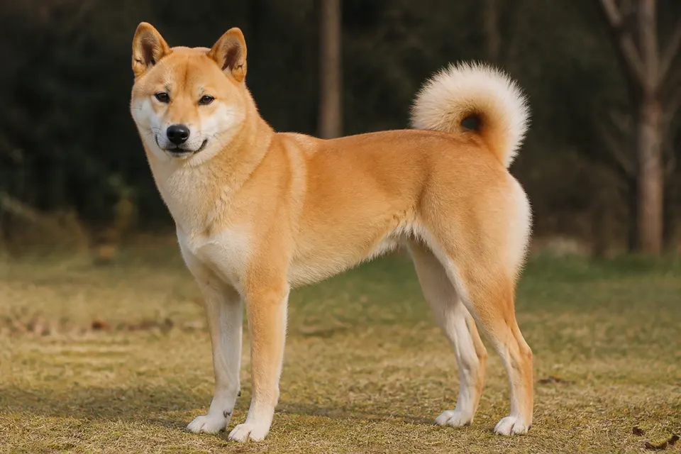 Korea Jindo Dog犬 · 正面