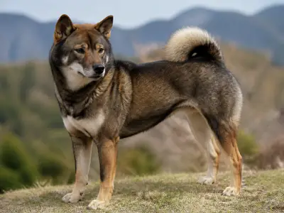 四国犬