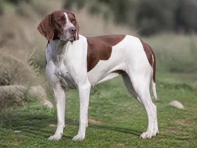 Ariege Pointing Dog犬
