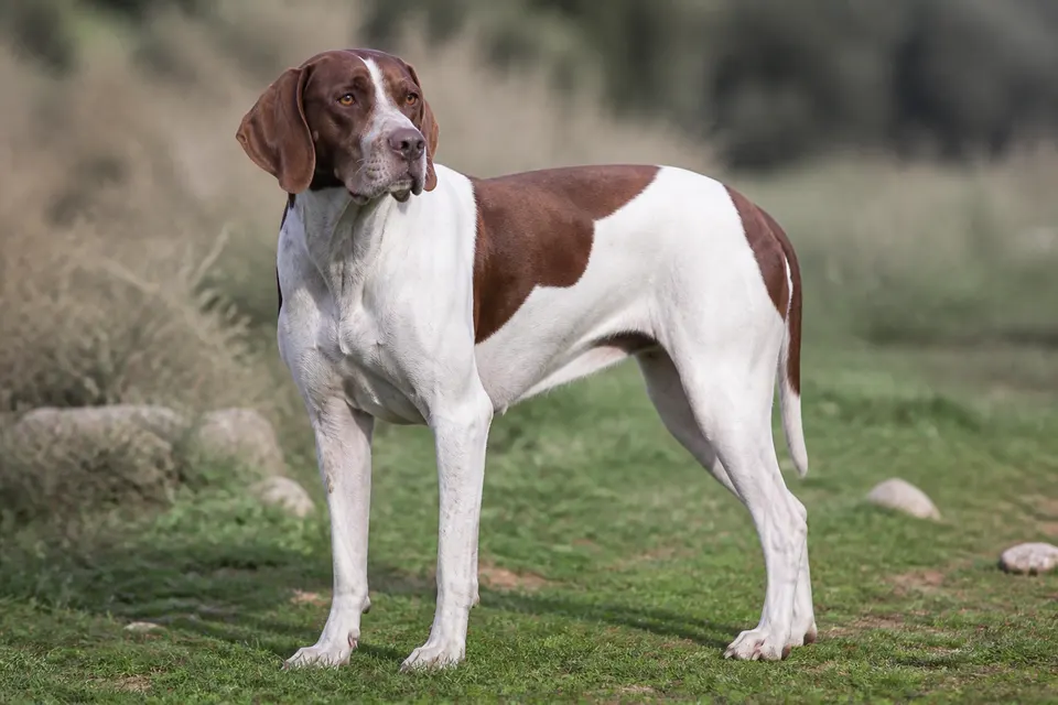 Ariege Pointing Dog犬 · 正面