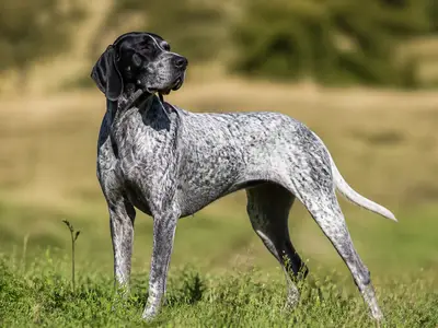 Auvergne Pointer犬