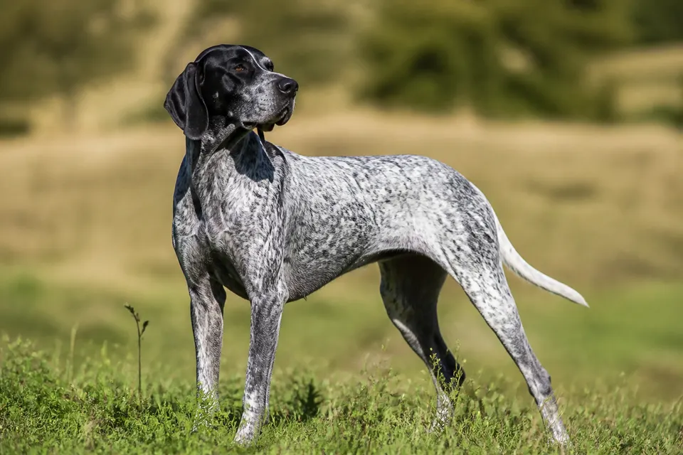 Auvergne Pointer犬 · 正面