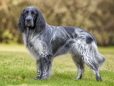 Blue Picardy Spaniel犬