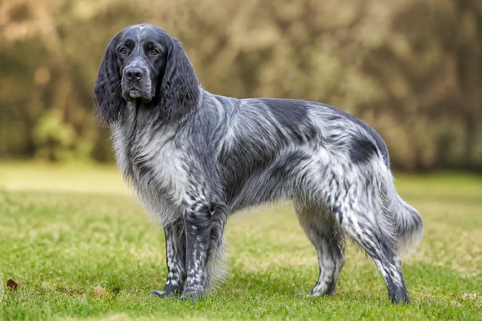 Blue Picardy Spaniel犬 · 正面