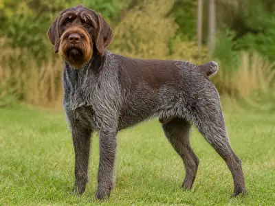 Bohemian Wire-Haired Pointing Griffon犬