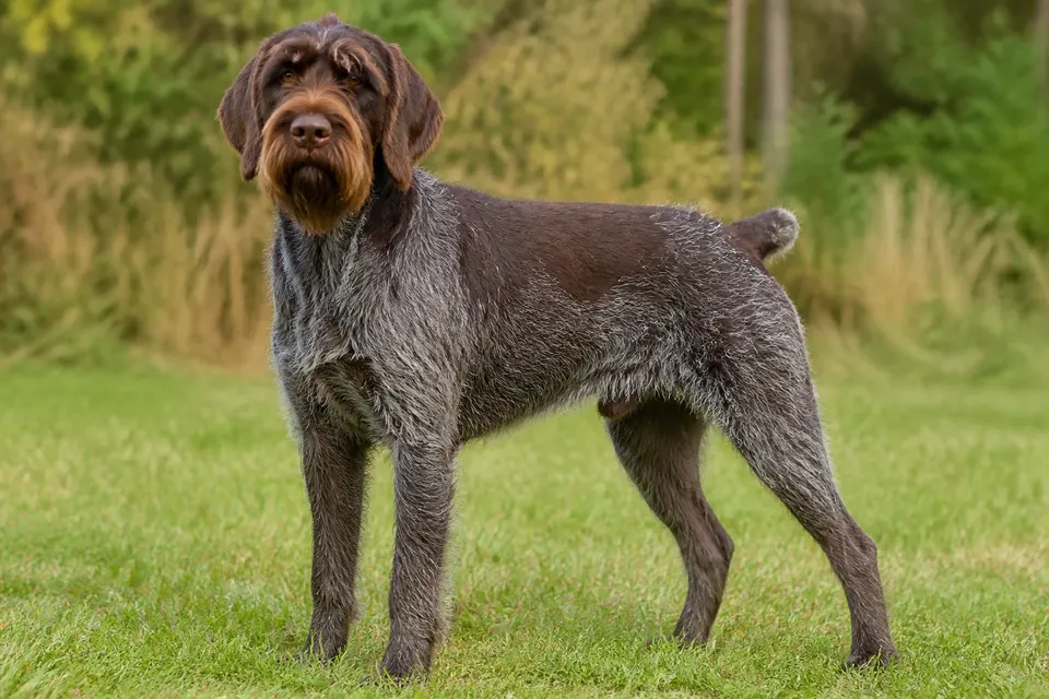 Bohemian Wire-Haired Pointing Griffon犬 · 正面