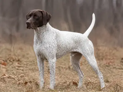 Bourbonnais Pointing Dog犬