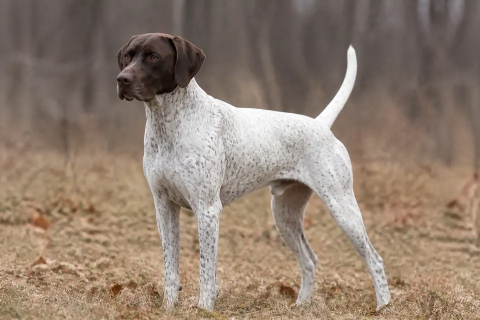 Bourbonnais Pointing Dog犬 · 正面