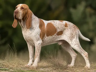 意大利布拉可犬