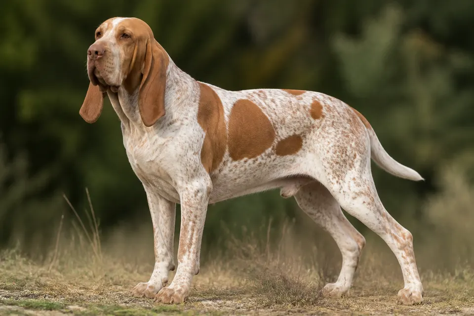 意大利布拉可犬 · 正面