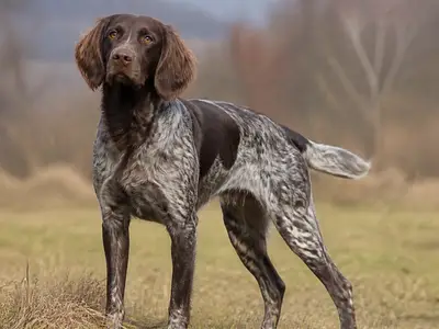 Deutsch Langhaar犬