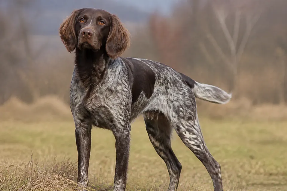 Deutsch Langhaar犬 · 正面