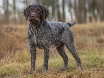 Deutsch Stichelhaar犬