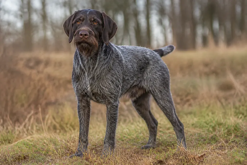 Deutsch Stichelhaar犬 · 正面