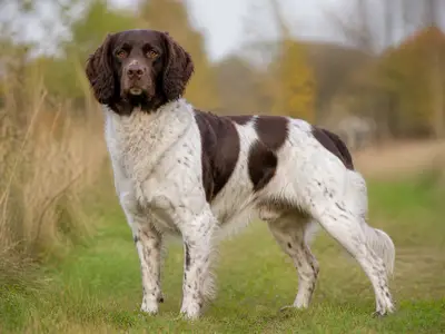 Drentsche Partridge Dog犬