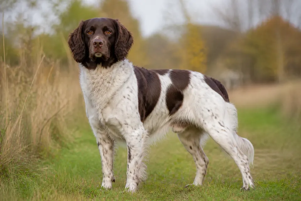 Drentsche Partridge Dog犬 · 正面