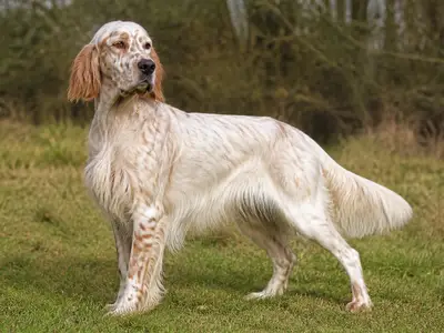 英国塞特犬