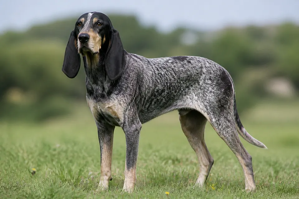 French Pointing Dog - Gascogne Type犬 · 正面