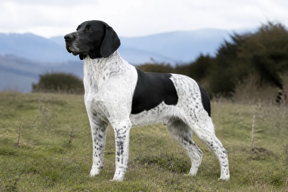 French Pointing Dog - Pyrenean Type犬 · 正面