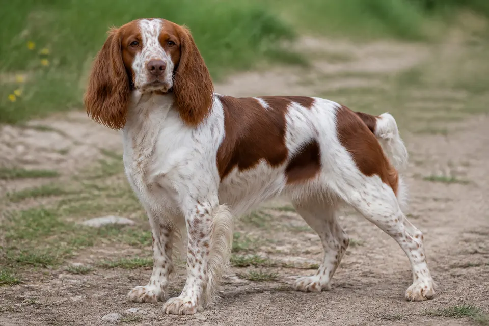 French Spaniel犬 · 正面