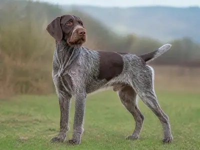 德国刚毛指示犬