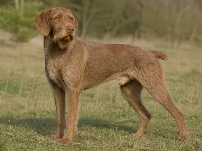 Hungarian Wire-Haired Pointer犬
