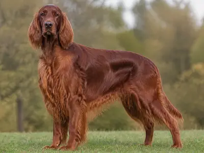 Irish Red Setter犬
