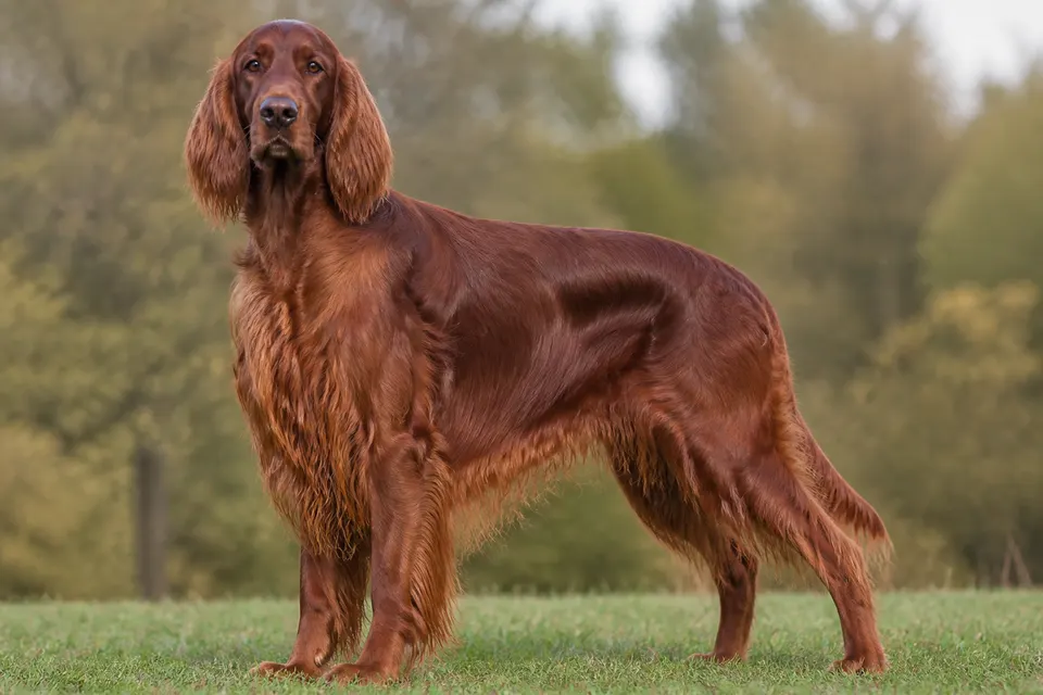 Irish Red Setter犬 · 正面