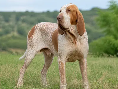 Italian Pointing Dog犬