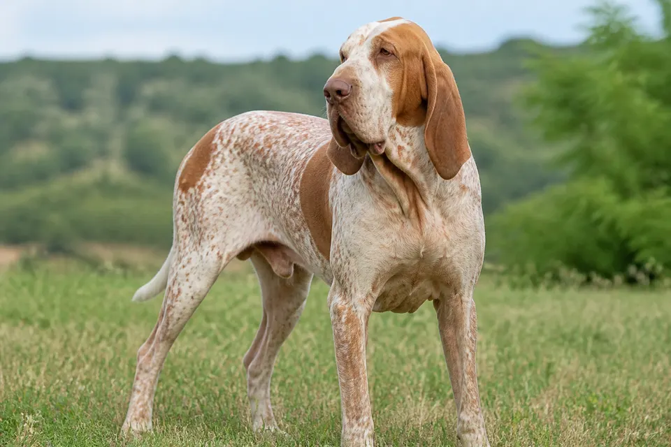 Italian Pointing Dog犬 · 正面