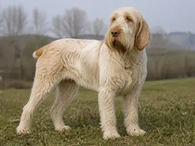 Italian Spinone犬