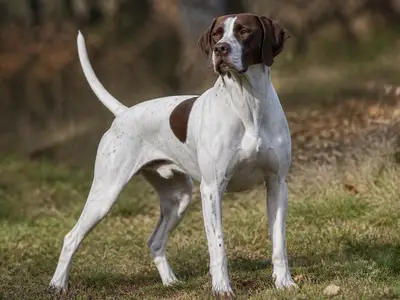指示犬