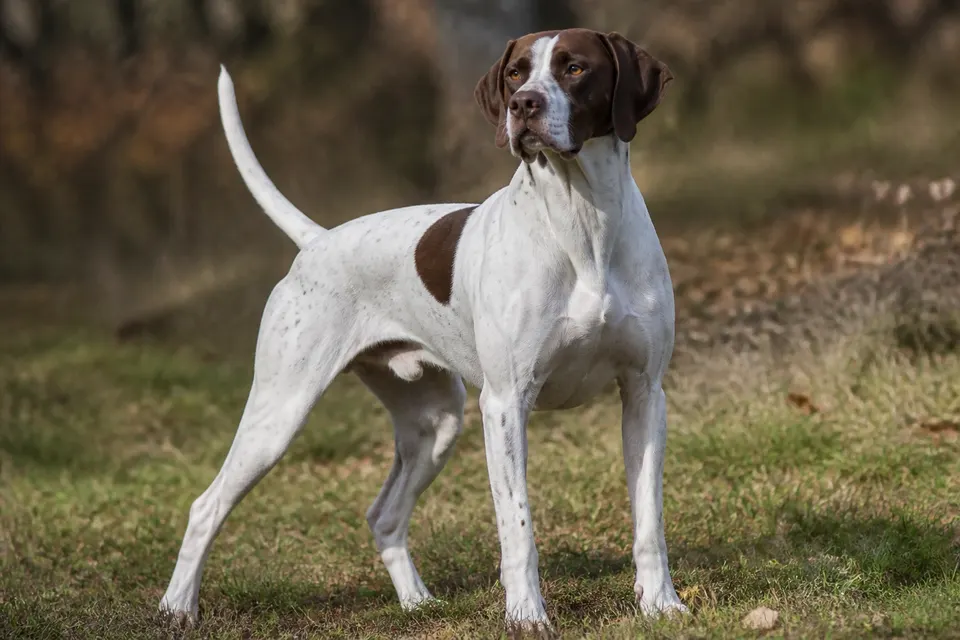 指示犬 · 正面