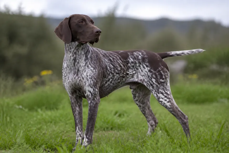 Portuguese Pointing Dog犬 · 正面