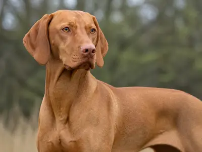 维兹拉犬