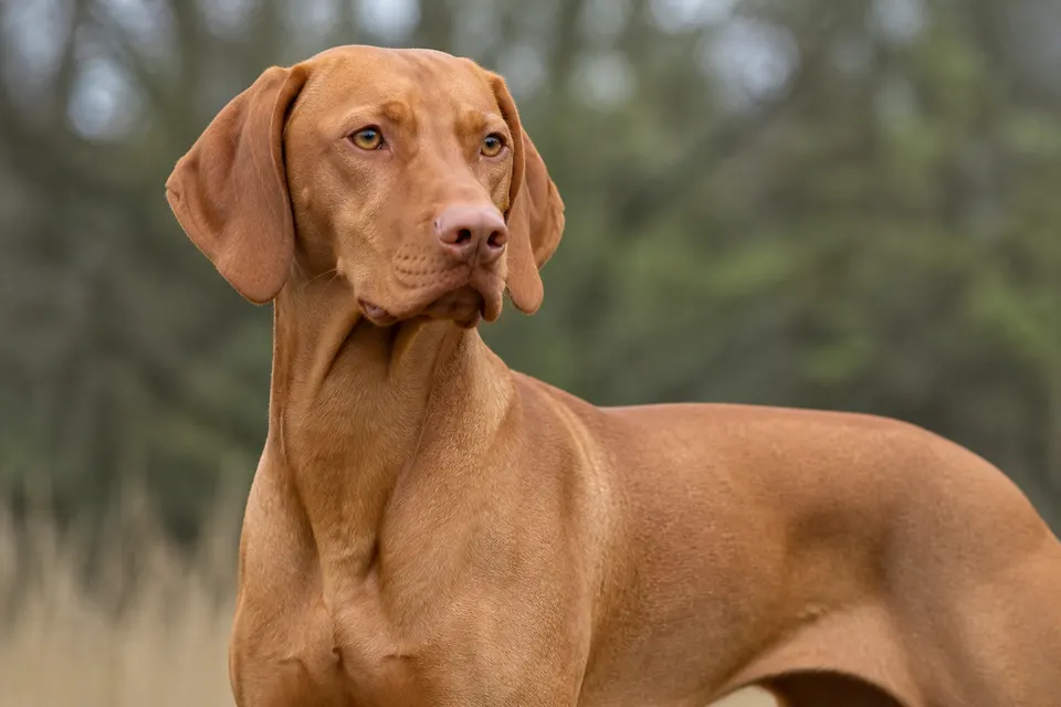 维兹拉犬 · 正面