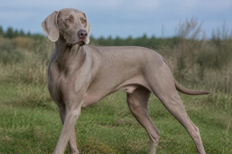 威玛犬 · 正面