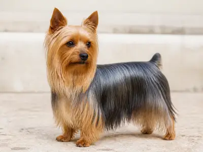 Australian Silky Terrier犬