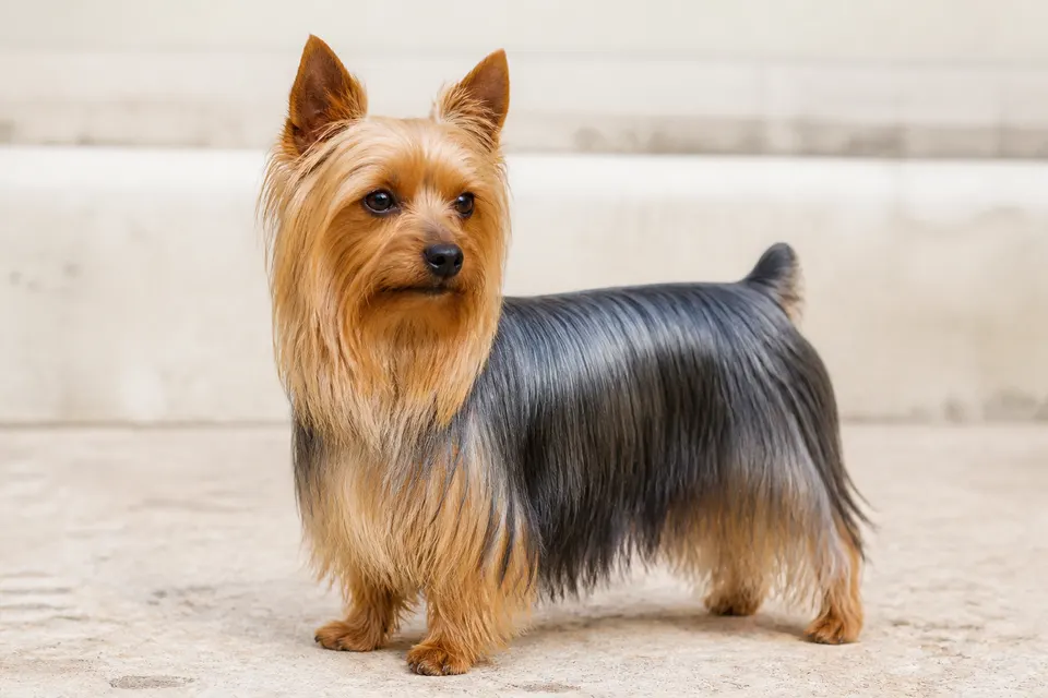 Australian Silky Terrier犬 · 正面