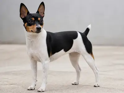 Brazilian Terrier犬