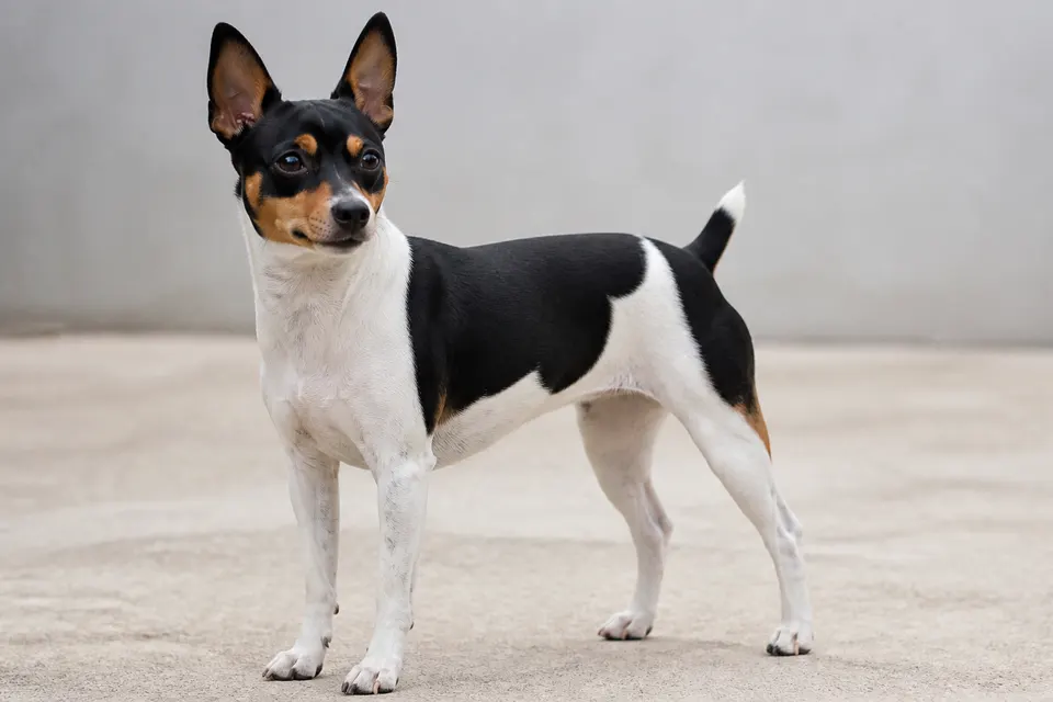 Brazilian Terrier犬 · 正面