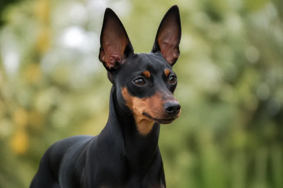 English Toy Terrier (Black &Tan)犬 · 正面