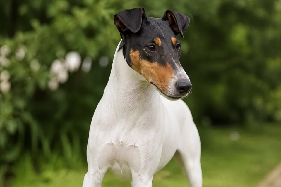 Fox Terrier (Smooth)犬 · 正面