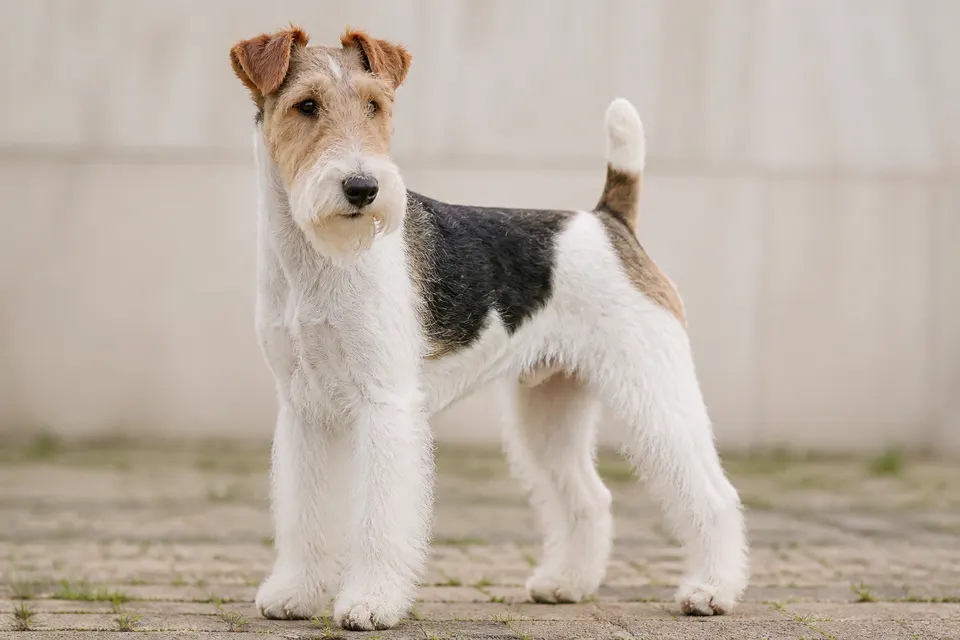 Fox Terrier (Wire)犬 · 正面