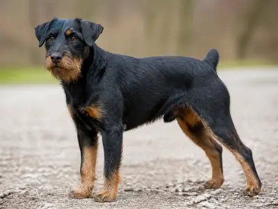German Hunting Terrier犬